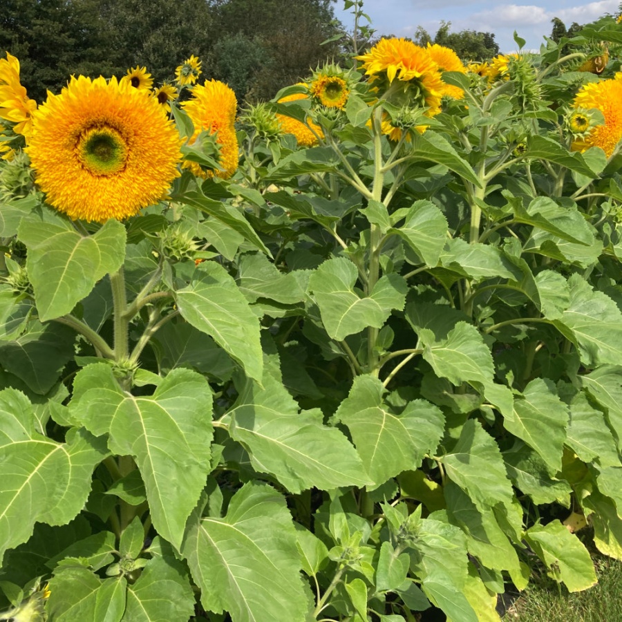 Sunflower Seeds - Sonic Teddy